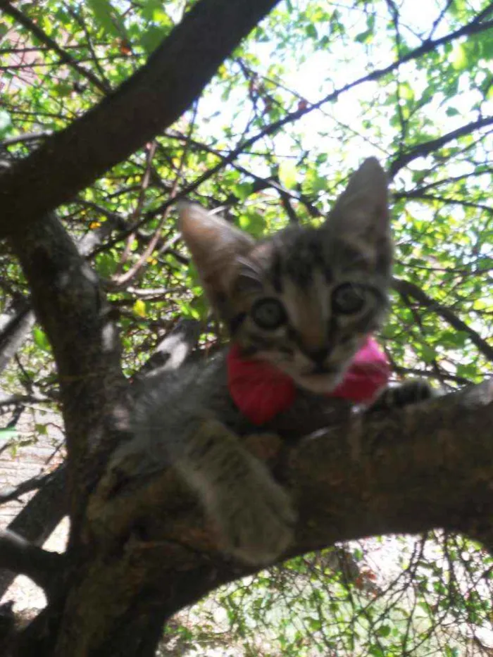 Gato ra a Tigresa idade 2 a 6 meses nome Lola