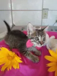 Lola