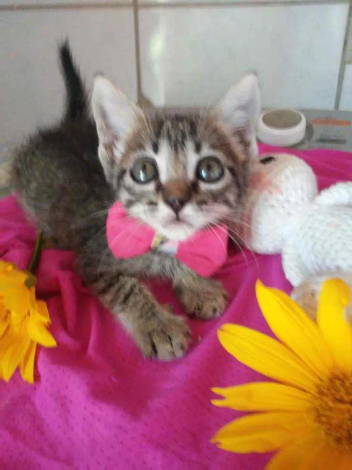 Gato ra a Tigresa idade 2 a 6 meses nome Lola