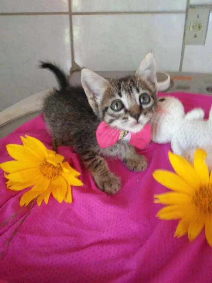 Gato ra a Tigresa idade 2 a 6 meses nome Lola