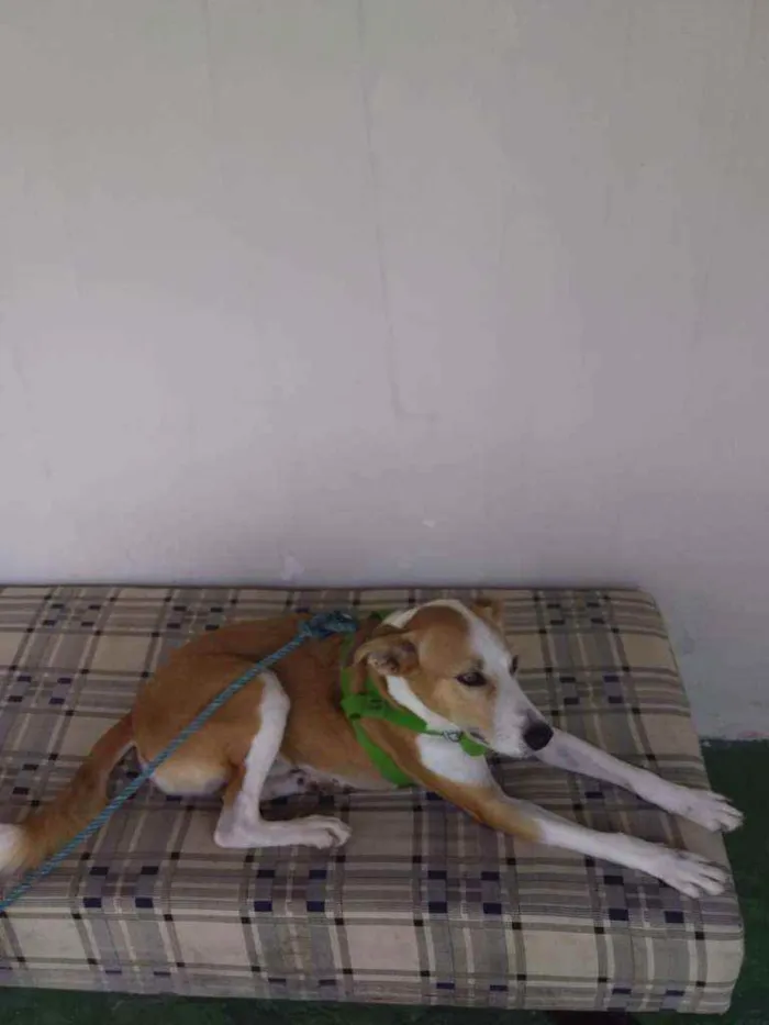 Cachorro raça Viralata mestiço  idade 2 anos nome Brad