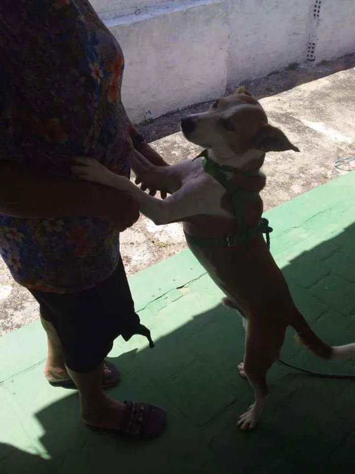 Cachorro raça Viralata mestiço  idade 2 anos nome Brad