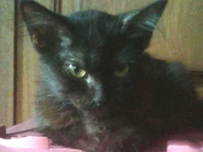 Gato ra a SRD idade 2 a 6 meses nome Kamala