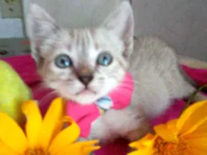 Gato raça Siames idade 2 a 6 meses nome Princesa