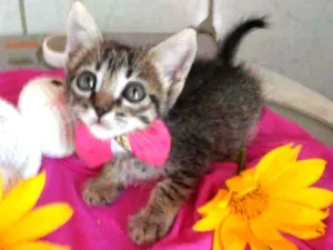 Gato raça Tigresa idade 2 a 6 meses nome Lola