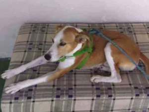 Cachorro raça Viralata mestiço  idade 2 anos nome Brad
