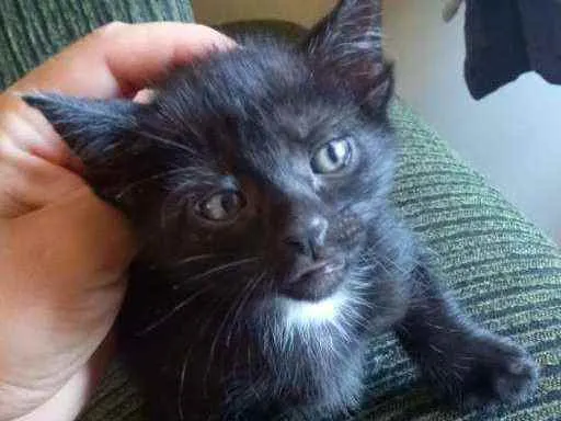 Gato ra a  idade 2 a 6 meses nome Gatinhos