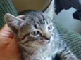Gatinhos