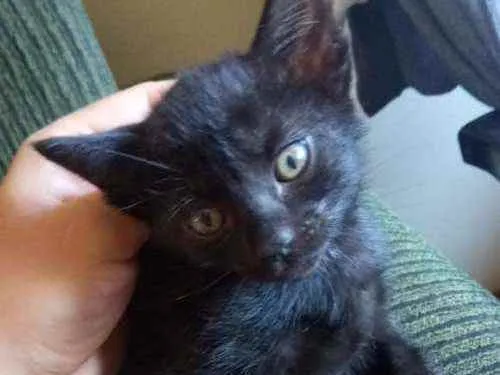 Gato ra a  idade 2 a 6 meses nome Gatinhos