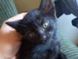 Gatinhos