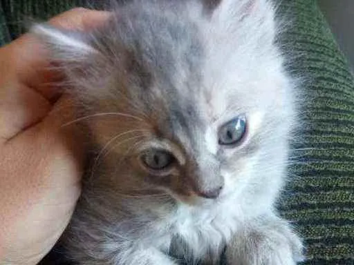 Gato ra a  idade 2 a 6 meses nome Gatinhos