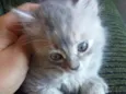 Gatinhos