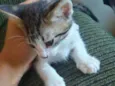 Gatinhos