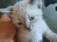 Gatinhos