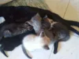 Gatinhos