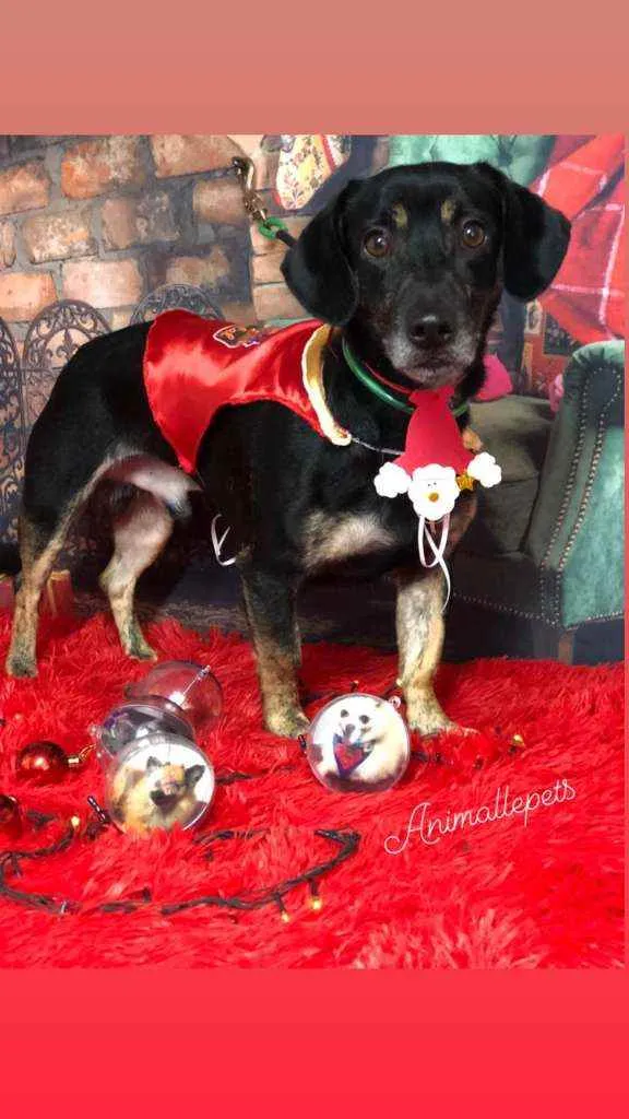 Cachorro ra a RND idade 3 anos nome Thor