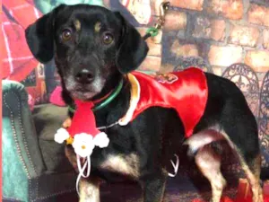 Cachorro raça RND idade 3 anos nome Thor