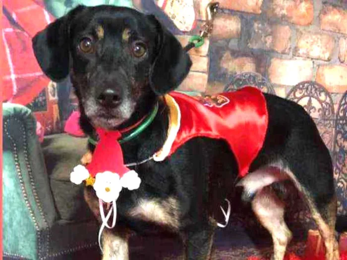 Cachorro ra a RND idade 3 anos nome Thor