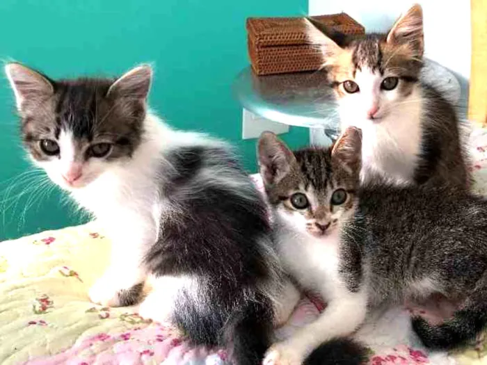 Gato raça Srd idade 2 a 6 meses nome Filhotes 