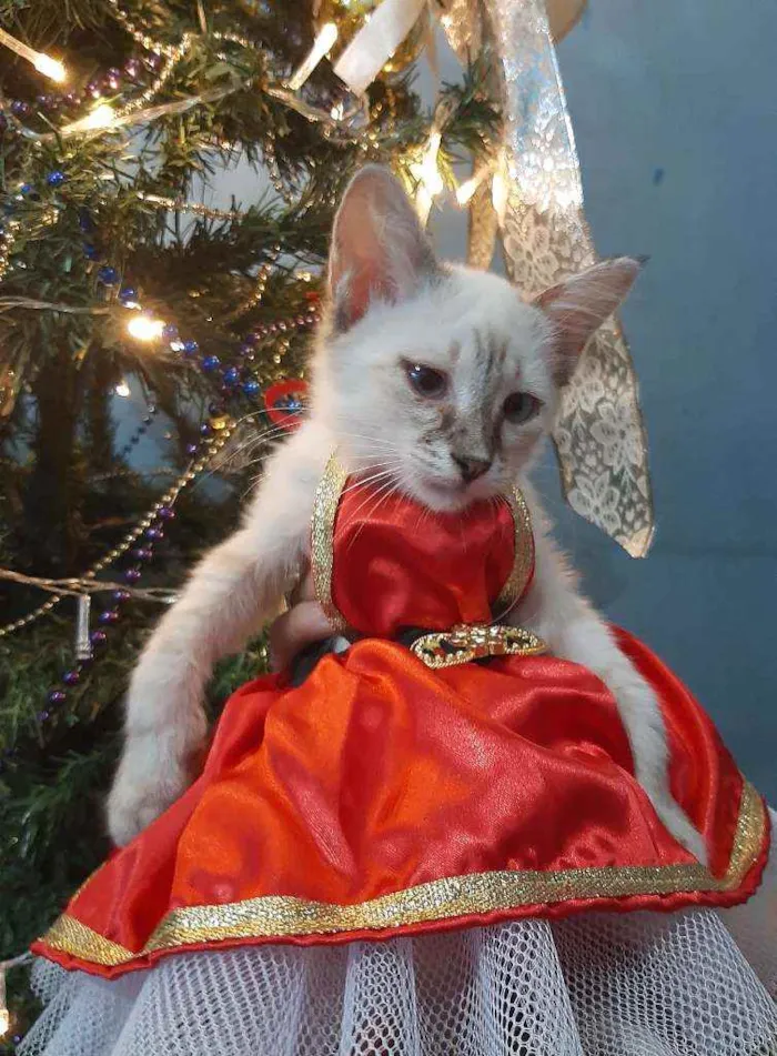 Gato ra a SRM RAÇA DEFINIDA.  idade 2 a 6 meses nome SEM NOME.
