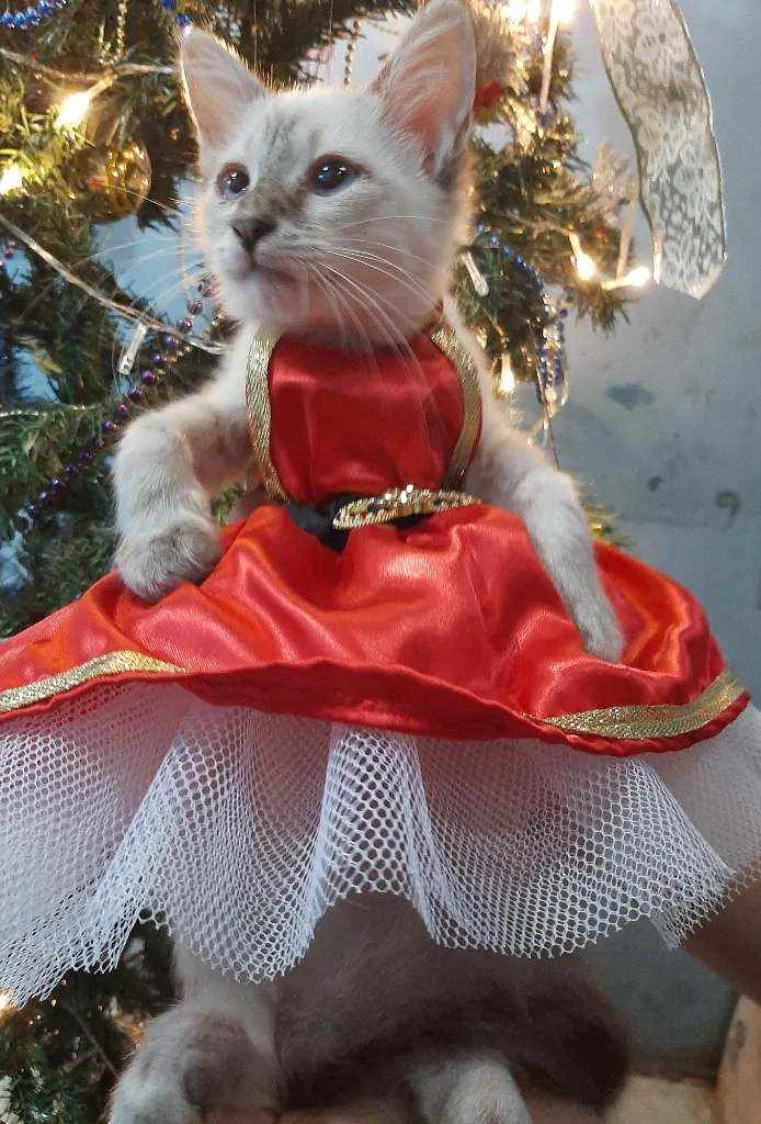 Gato ra a SRM RAÇA DEFINIDA.  idade 2 a 6 meses nome SEM NOME.