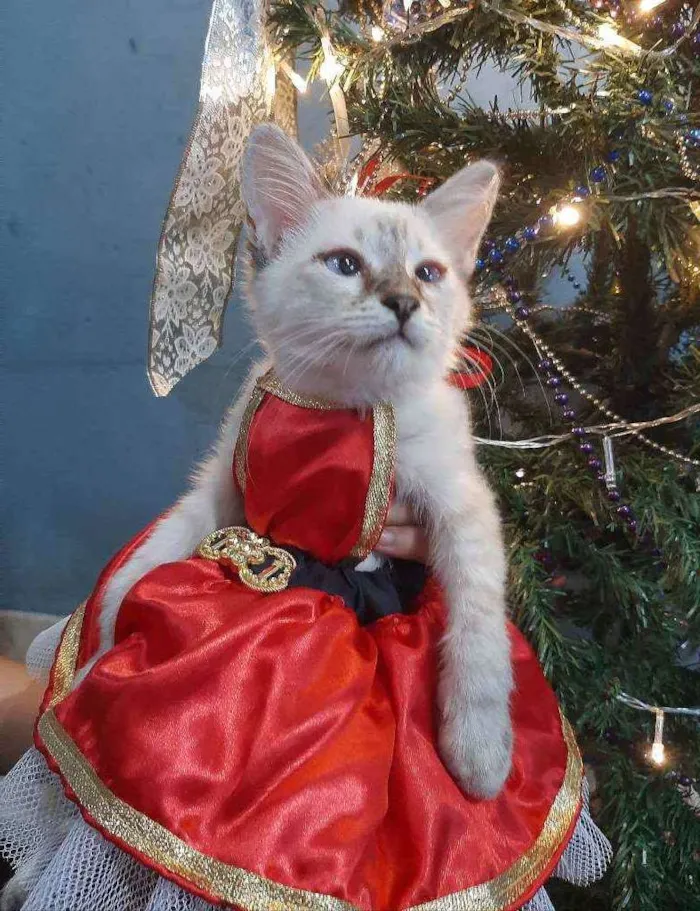 Gato ra a SRM RAÇA DEFINIDA.  idade 2 a 6 meses nome SEM NOME.