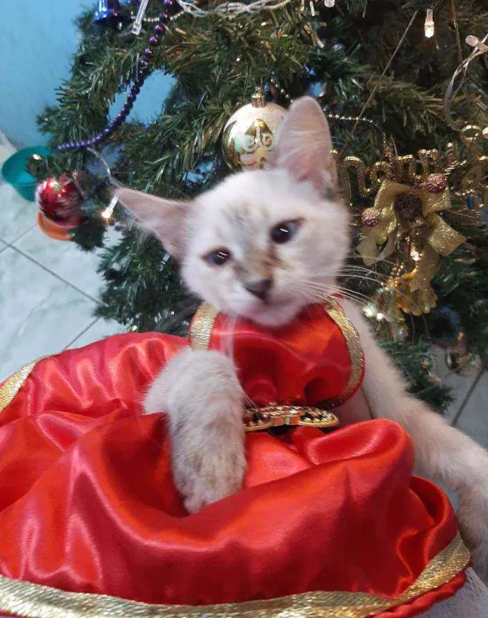 Gato ra a SRM RAÇA DEFINIDA.  idade 2 a 6 meses nome SEM NOME.