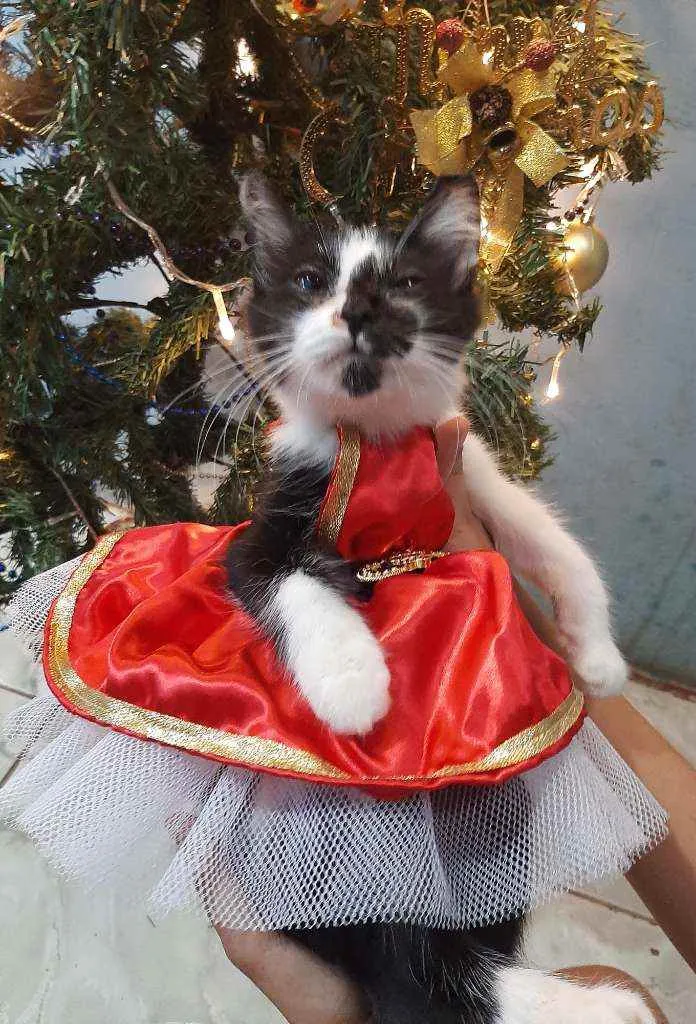 Gato ra a SRM RAÇA DEFINIDA.  idade 2 a 6 meses nome SEM NOME.