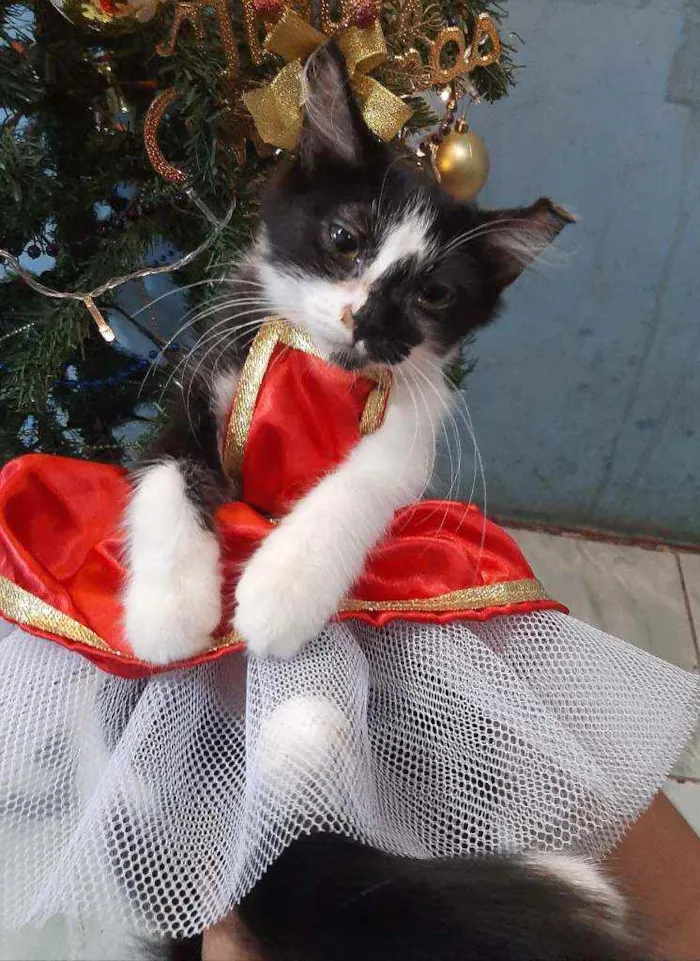 Gato ra a SRM RAÇA DEFINIDA.  idade 2 a 6 meses nome SEM NOME.