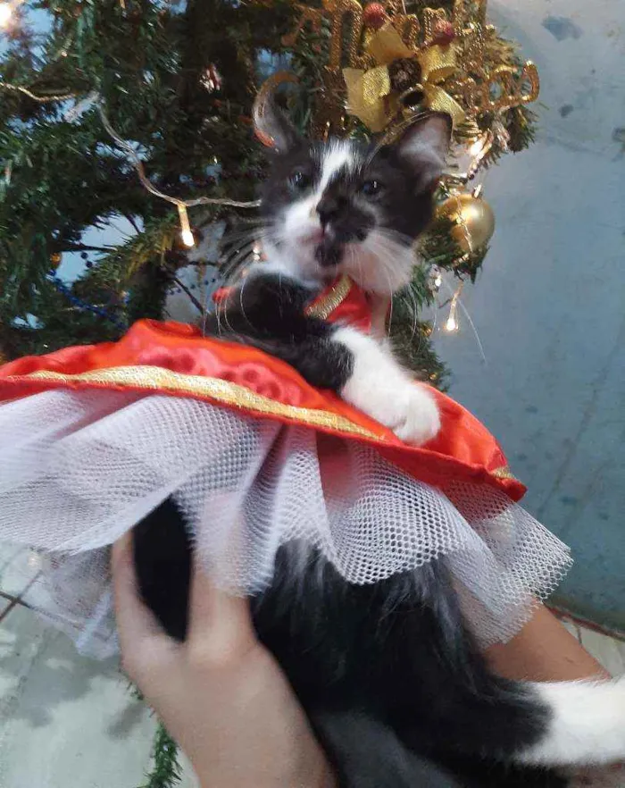 Gato ra a SRM RAÇA DEFINIDA.  idade 2 a 6 meses nome SEM NOME.