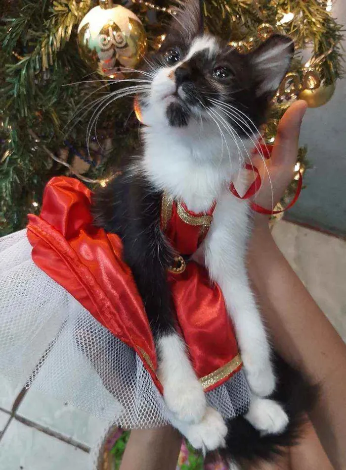 Gato ra a SRM RAÇA DEFINIDA.  idade 2 a 6 meses nome SEM NOME.