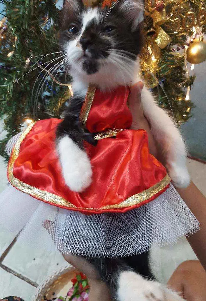Gato ra a SRM RAÇA DEFINIDA.  idade 2 a 6 meses nome SEM NOME.