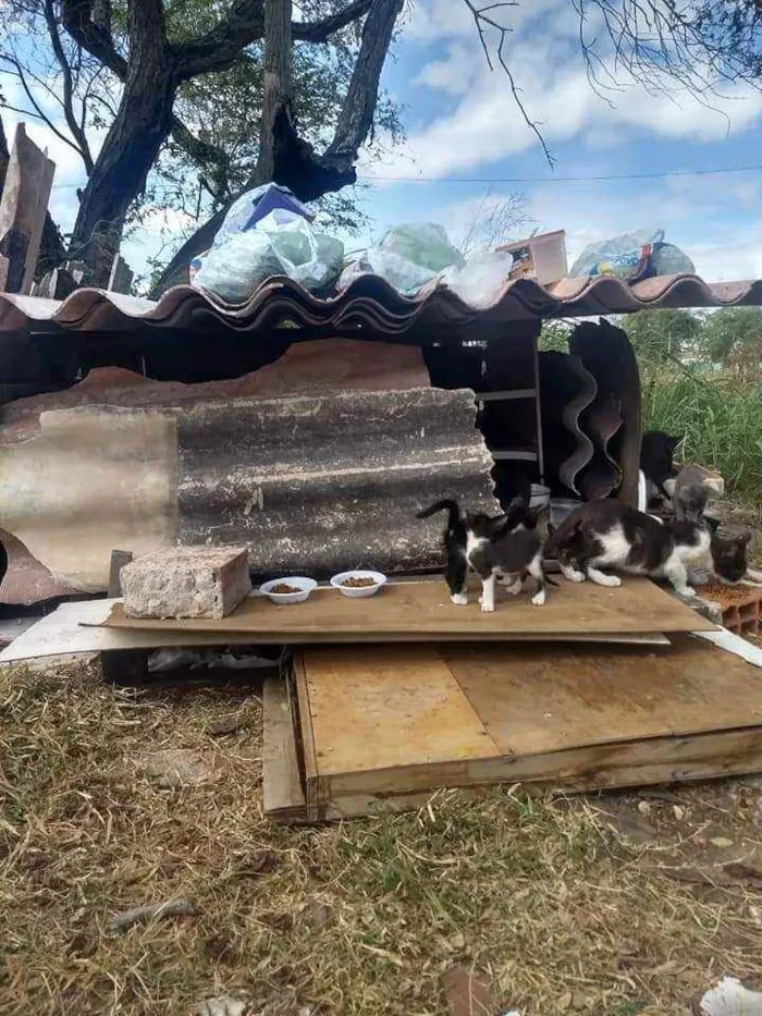Gato ra a SRM RAÇA DEFINIDA.  idade 2 a 6 meses nome SEM NOME.