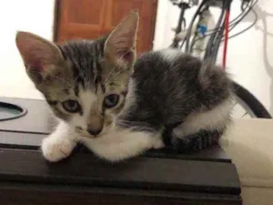Gato raça Sem raça definida  idade 2 a 6 meses nome Não possui nome