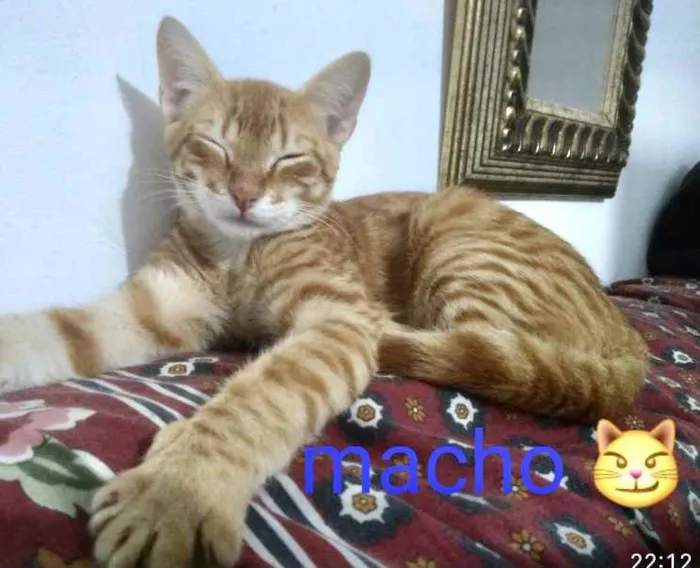 Gato ra a SRD idade 2 a 6 meses nome Teodoro 