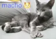 Frederico