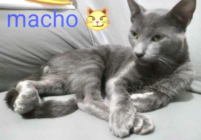 Gato ra a SRD idade 2 a 6 meses nome Frederico