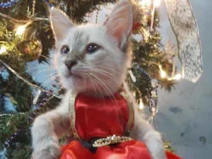 Gato raça SRM RAÇA DEFINIDA.  idade 2 a 6 meses nome SEM NOME.