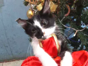 Gato raça SRM RAÇA DEFINIDA.  idade 2 a 6 meses nome SEM NOME.
