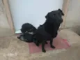 Pretinha, Tony