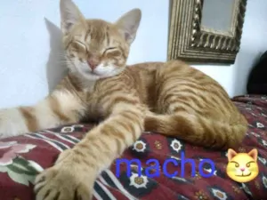 Gato raça SRD idade 2 a 6 meses nome Teodoro 