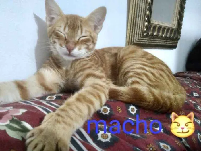 Gato ra a SRD idade 2 a 6 meses nome Teodoro 