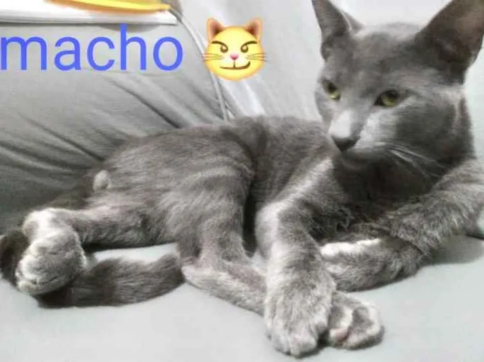 Gato ra a SRD idade 2 a 6 meses nome Frederico