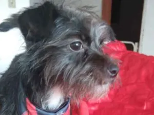 Cachorro raça Mestiço  idade 1 ano nome Pipoca 