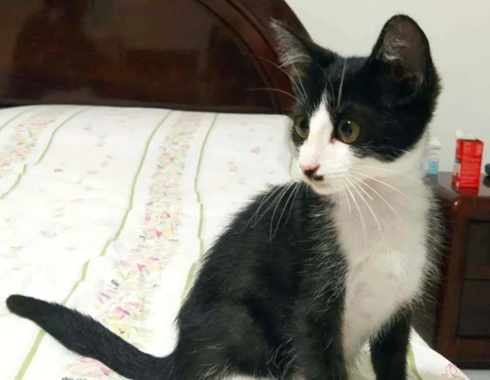 Gato ra a Srd idade 2 a 6 meses nome Filhote