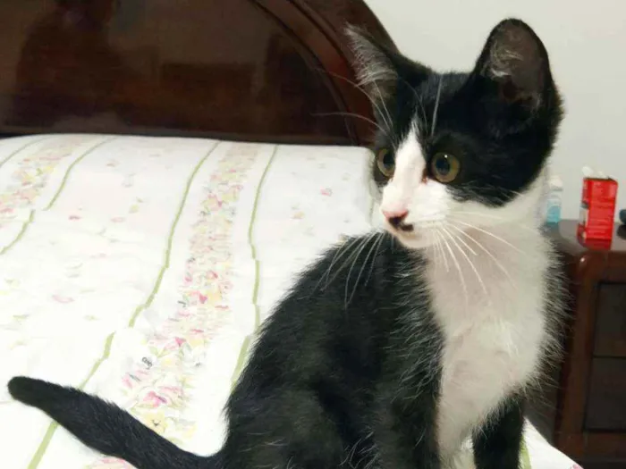 Gato ra a Srd idade 2 a 6 meses nome Filhote