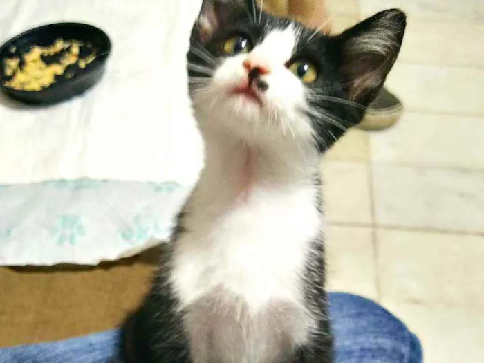 Gato ra a Srd idade 2 a 6 meses nome Filhote