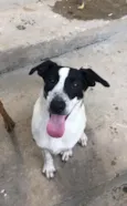 Cachorro raça SRD idade 7 a 11 meses nome Maylon
