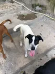 Cachorro raça SRD idade 7 a 11 meses nome Maylon