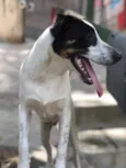 Cachorro raça SRD idade 7 a 11 meses nome Maylon